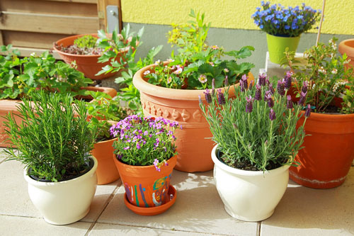 Byliny sú určite najpopulárnejšou rastlinou, ktorú si môžete pestovať vnútri počas zimných mesiacov. 