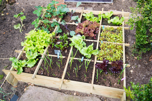 K prvej zelenine, ktorú si môžete na jar dopestovať, patrí šalát, rukola, špenát, hrach a reďkovka.