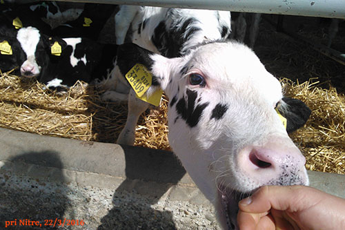 Keď kravy dojíme na mlieko, kradneme ho týmto teliatkam, ktoré naň majú právo.