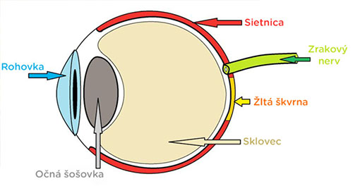 Luteín sa v očnej sietnici nachádza v 1000-krát väčšej koncentrácii ako vo zvyšku tela.