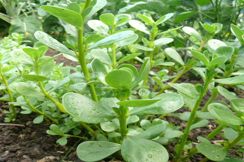 Rastúca portulaka