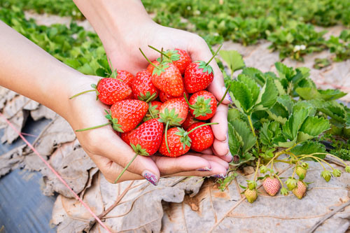 Vegetariáni a vegáni majú vyššie riziko vzniku nedostatku B12.