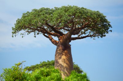 Baobab