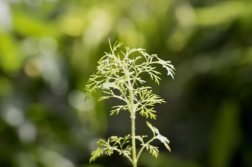 Cola artemisia