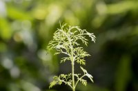 Cola artemisia