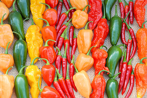 Vyberte si svoj naojbľúbenejší z obrovského množstva zdravých čili papričiek.