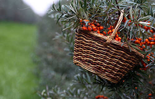 V tvrdošovských rakytníkových plantážach sa zbiera bio ovocie.