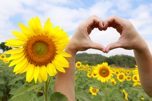 Zdravo namiešaný obsah nerafinovaných tukov robí zo slnečnicového oleja dobrý doplnok stravy pre všetkých, ktorí sa starajú o zdravie svojho srdca.