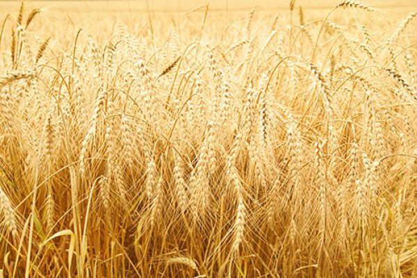 Život bez pšenice