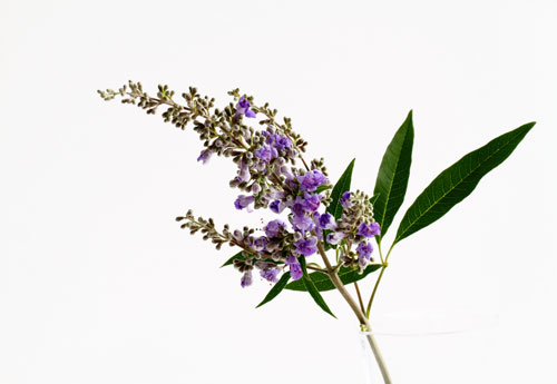 Vitex jahňací