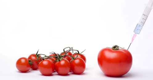 Geneticky modifikované paradajky Flavr Savr majú menej enzýmu, ktorý urýchľuje ich hnitie.