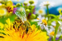 Med a peľ - prírodné antioxidanty a proteíny