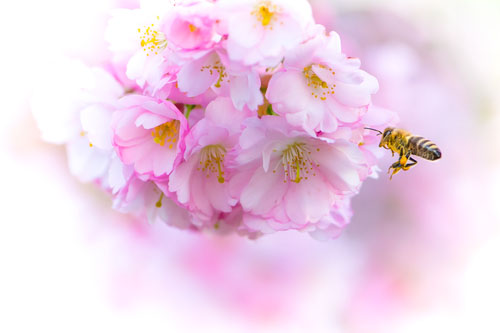 Včely na výrobu polkilového pohára medu navštívia až 2 milióny kvetov!