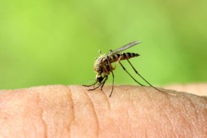 Poštípanie komárom