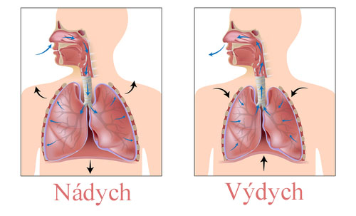 Bránica pri nádychu a výdychu