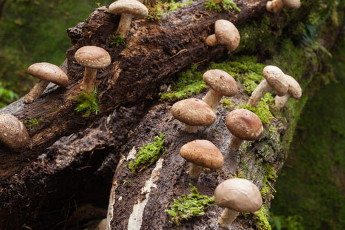 Sušené huby shiitake obsahujú až 22 mg vitamínu B5 na 100 gramov.