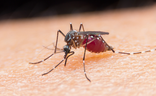 Malária je v trópoch stále rozšírená, prenášajú ju najmä komáre.