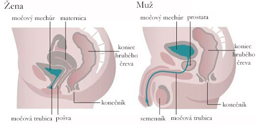 Močový mechúr a rozdiely u mužov a u žien.