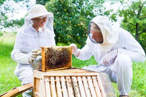 Včely a aj iné opeľovače sú nesmierne dôležité! Bez nich by nebol život! Chráňme ich.