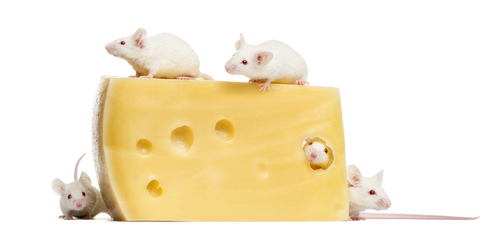 Kazeín, mliečna bielkovina, spôsobuje rakovinu pečene aj u laboratórnych myší.