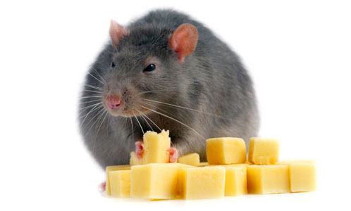 Potkany dostávali aj vysokú dávku AF a nízku dávku bielkovín alebo naopak, nízku dávku AF a veľa bielkovín.