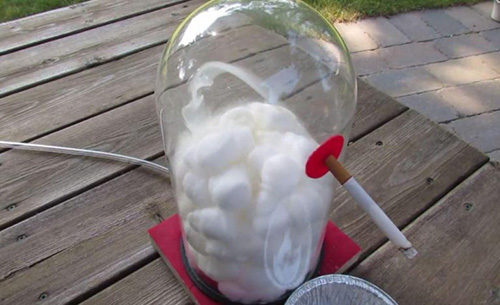 Experiment začal umiestnením čistým bavlnených guľôčok do sklenej nádoby.