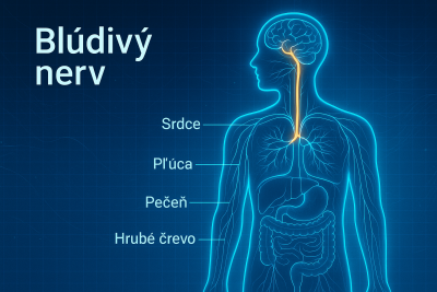 Blúdivý nerv: Tichý dirigent nášho zdravia