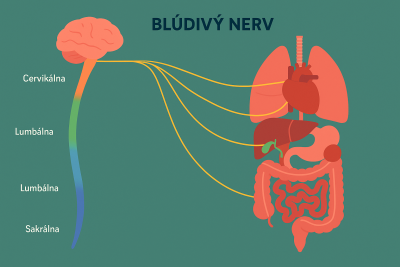Blúdivý nerv: Tichý dirigent nášho zdravia