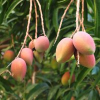 Mango Kent Supreme