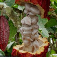 Kakaové bôby - fermentované
