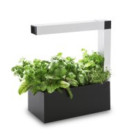 Domáca záhradka Tregren Herbie