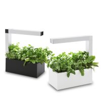 Domáca záhradka Tregren Herbie