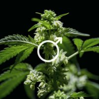 Sunday CBD olej - 5 % cannabidol